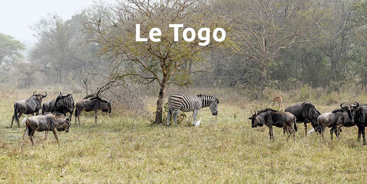 09-togo.jpg